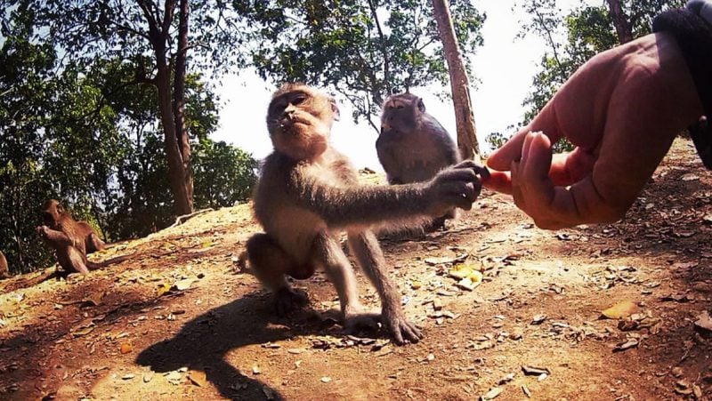 January 1st 2016 is my 1,248th Day of Vagabonding Shaking Hands w/ a Wild Monkey on Lombok Island, Indonesia /// Vinjatek