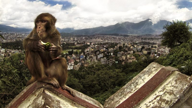 Survival = Adaptation Swayambhunath Temple in Kathmandu, Nepal /// Vinjatek